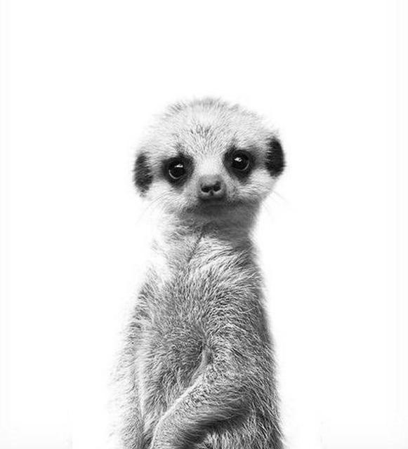 Suricate