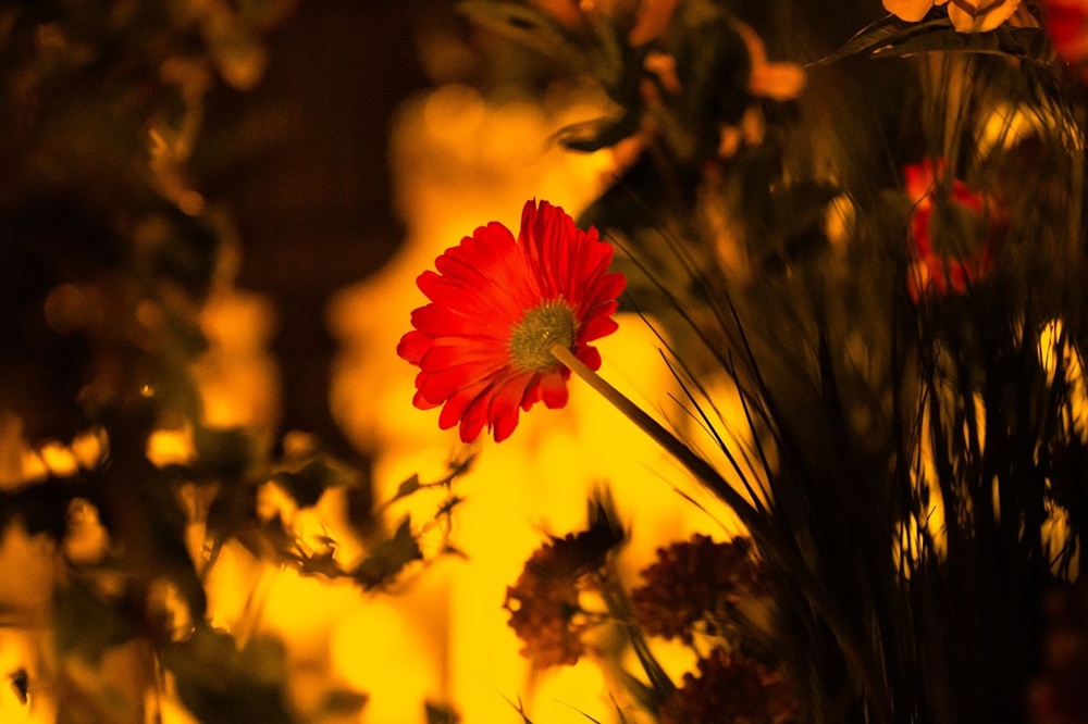 Official cover of the event Candlelight Spring